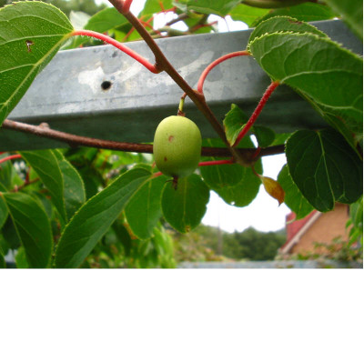 Allerallerallererste_Kiwi.jpg