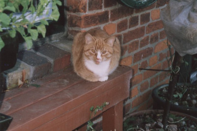 Willi.jpg