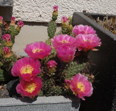 Opuntia-pink.23-2.jpg