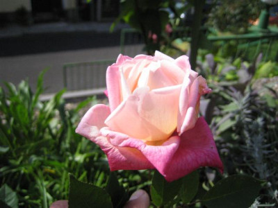 IMG_3824_Small.JPG