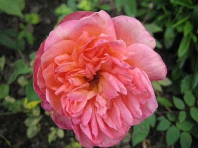 IMG_3761_Small.JPG