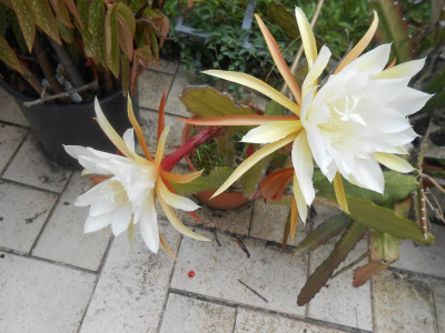 DSCN7709.JPG