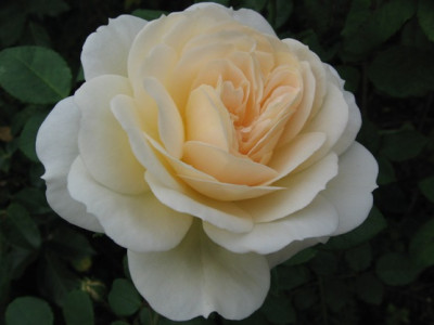 Crocus_Rose_Sept_08.jpg