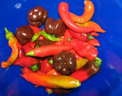 comp_3Chili-Ernte_2.09.08.jpg_015.jpg