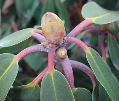 rhododendron_fortunei.jpg