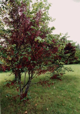 Cercis_siliquastrum_mit_Samen_BGWbg_07.04.jpg