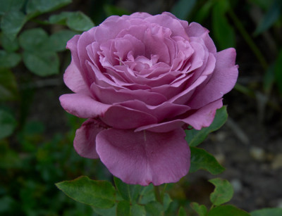 2261_Claude_Brasseur.jpg
