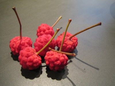 cornus_kousa_0815.jpg