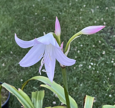 2024-07-24 Crinum moorei.jpg
