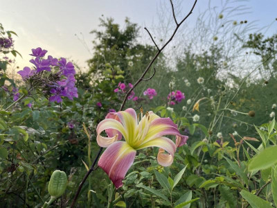 IMG_3937.jpeg