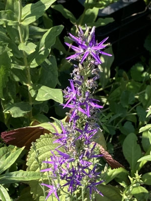 IMG_5060.jpeg