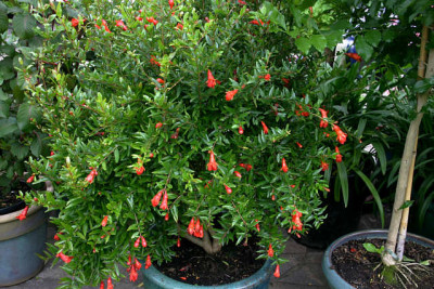 Granatapfel_Nana0108.jpg