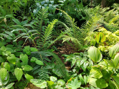 Polystichum proliferum&Druery.jpg