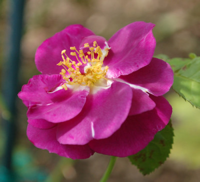 Rhapsody_in_Blue_0010__K1_35541.jpg
