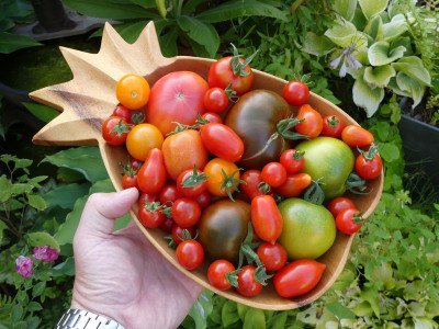 2024-07-28 Tomaten 1.jpg