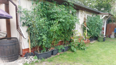 IMG-20240725-WA0016.jpeg