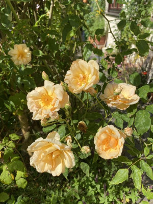 IMG_7037.jpeg