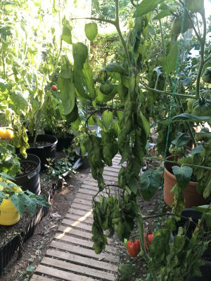 tomaten.jpg