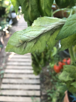 Tomaten Blatt.jpg