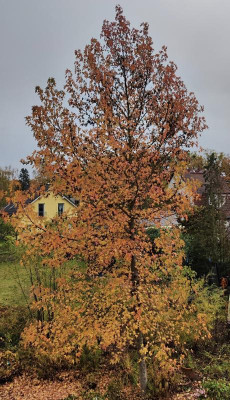 IMG_20240730_155354.jpg