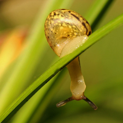 Babyschneck-1.jpg
