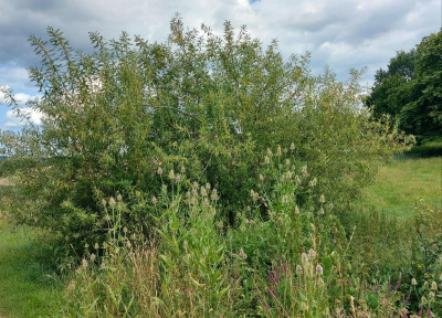 20240723_175730 Salix triandra Semperfl.jpg