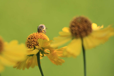 Bienchen.jpg