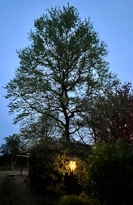 Amberbaum-140424-small.jpg