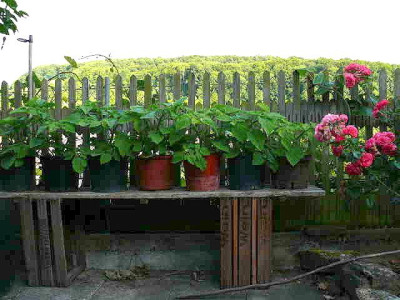 2008_06_20_566ananaskirschen.jpg