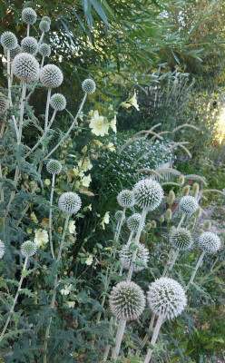 20240731_095640 Echinops sphaeroc.jpg