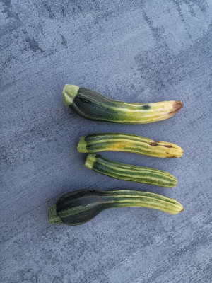 Zucchini_BEF_20240730.jpg