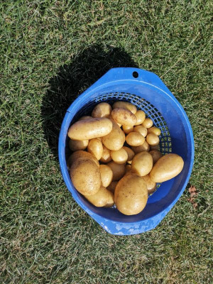 Kartoffeln_20240728.jpg