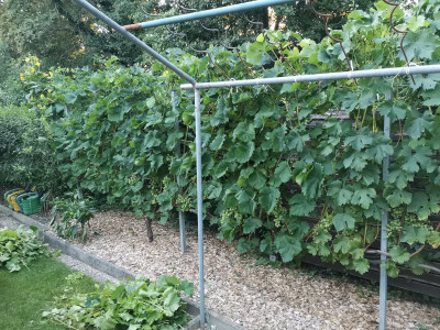 Reben dritter Schnitt 20240730.jpeg