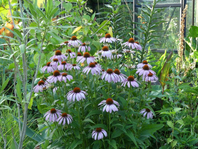 2024-07-22 Echinacea.jpg