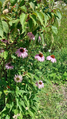 IMG-20240715-WA0014.jpg