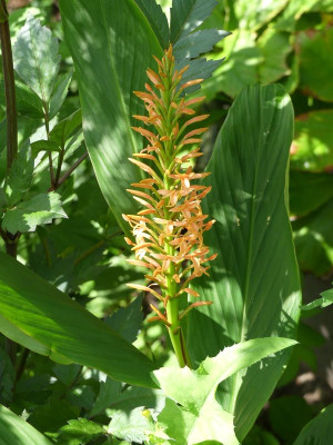 2024-07-28 Hedychium densiflorum 1.jpg