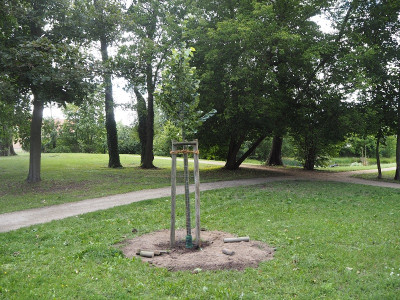 Silberlinde 3.8.23 ue.JPG