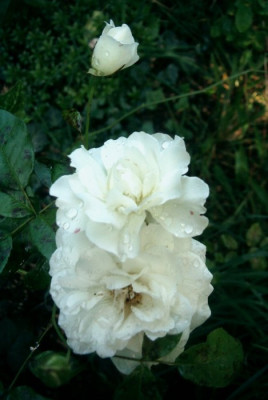 Schneewittchen_Kordes.JPG
