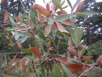 77Quercus_incana.jpg