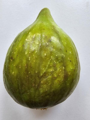 Fiorone Giallo Breba.jpg
