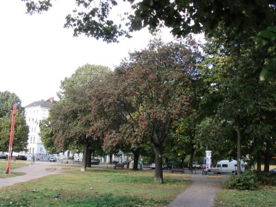 Sorbus-Oranien.JPG