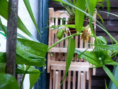 P1070710ab.jpg
