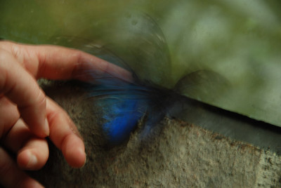 schmetterling_flattert_im_dunklen.jpg