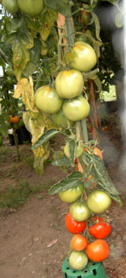 PICT2273a.jpg