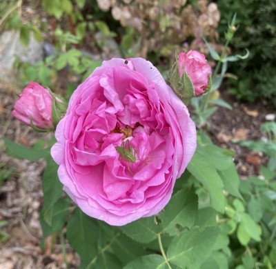 IMG_0565.jpeg