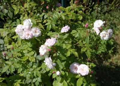 Blush_Noisette_0010__K_36929.jpg