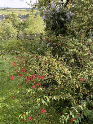 IMG_5875.jpeg