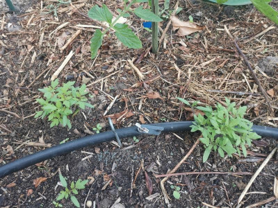 wilde Tomaten 20240804.jpg