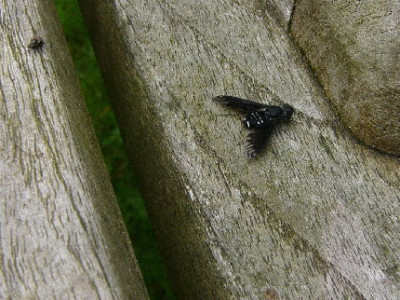 Fliege-Archiv-1.jpg