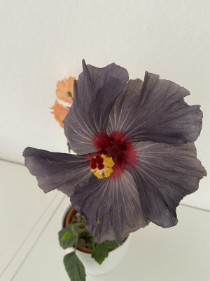 IMG_6067.jpeg